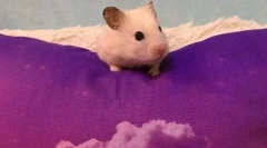 Як знайти і ловити врятуваний хом'як